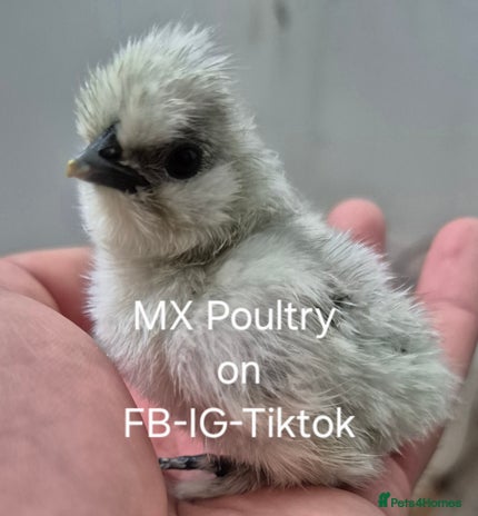 Quail poultry - Advert 7