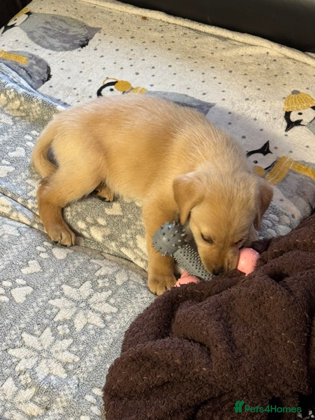 Labrador Retriever dogs for sale: White lab male - Advert 5