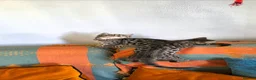 Bengal cats for sale: Bengal TICA registered kittens. - Advert 7