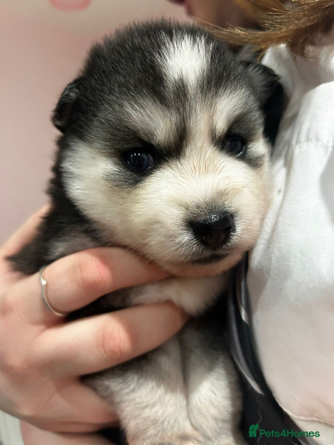 Pomsky dogs for sale: The perfect Blue eyed pomskys  - Advert 17
