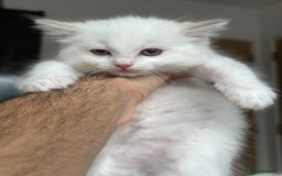 Ragdoll cats for sale: Gorgeous Balls Of Fluff 🥰😻🤗 - Image 7
