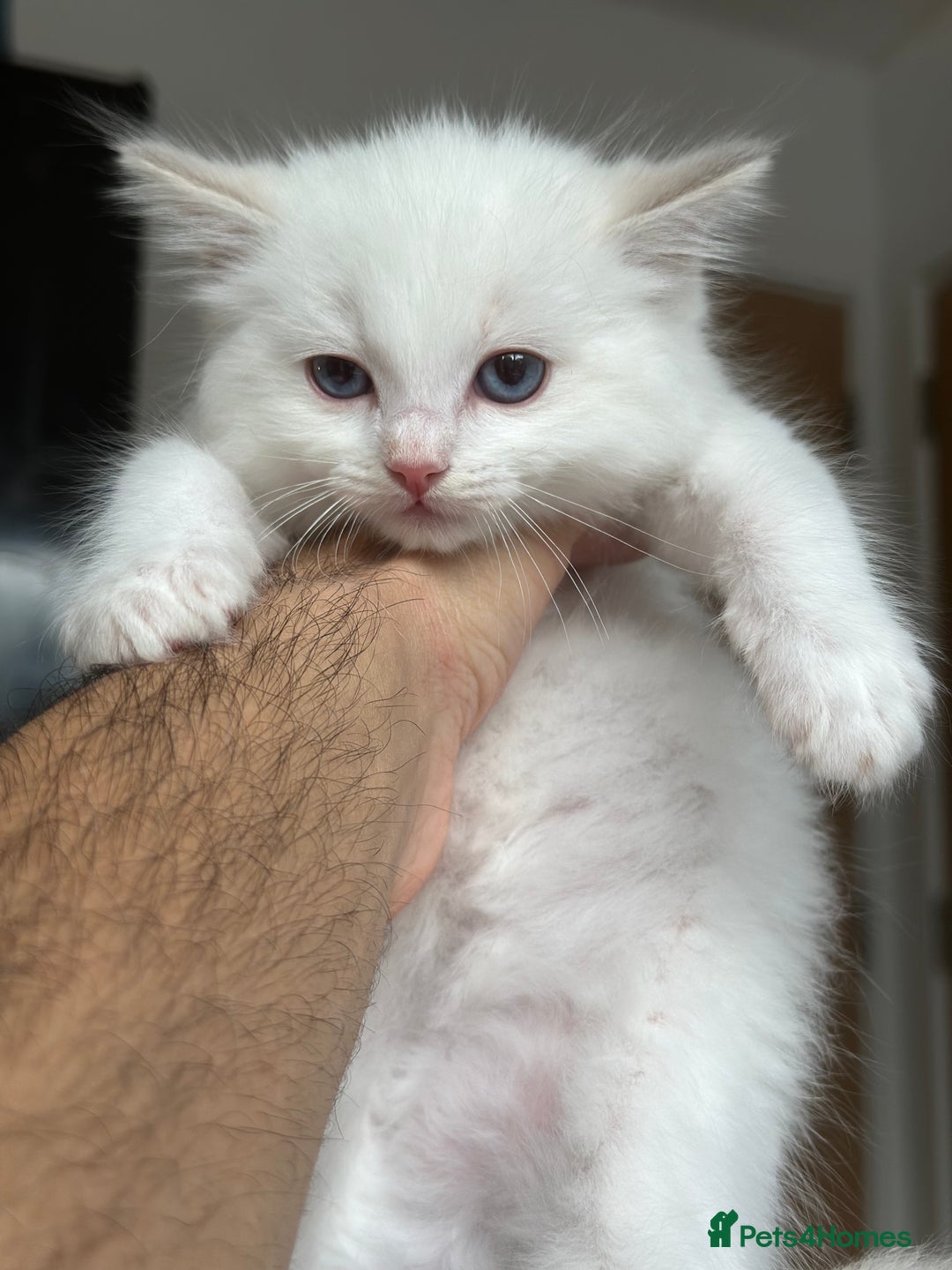 Ragdoll cats for sale: Gorgeous Balls Of Fluff 🥰😻🤗 - Image 7