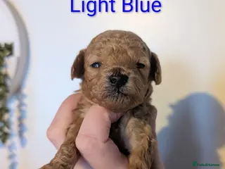 Toy Poodle dogs Gorgeous red Asian toy poodle boys - Advert 14