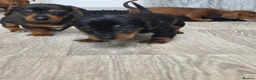 Miniature Dachshund dogs for sale: Miniature daschound REDUCED ££650££ - Advert 16