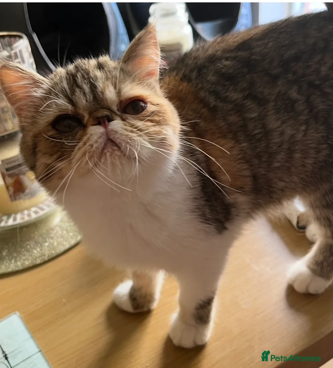 Exotic cats for sale: GCCF REGISTERED FEMALE  - Advert 1