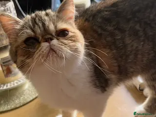 Exotic cats GCCF REGISTERED FEMALE - Advert 1