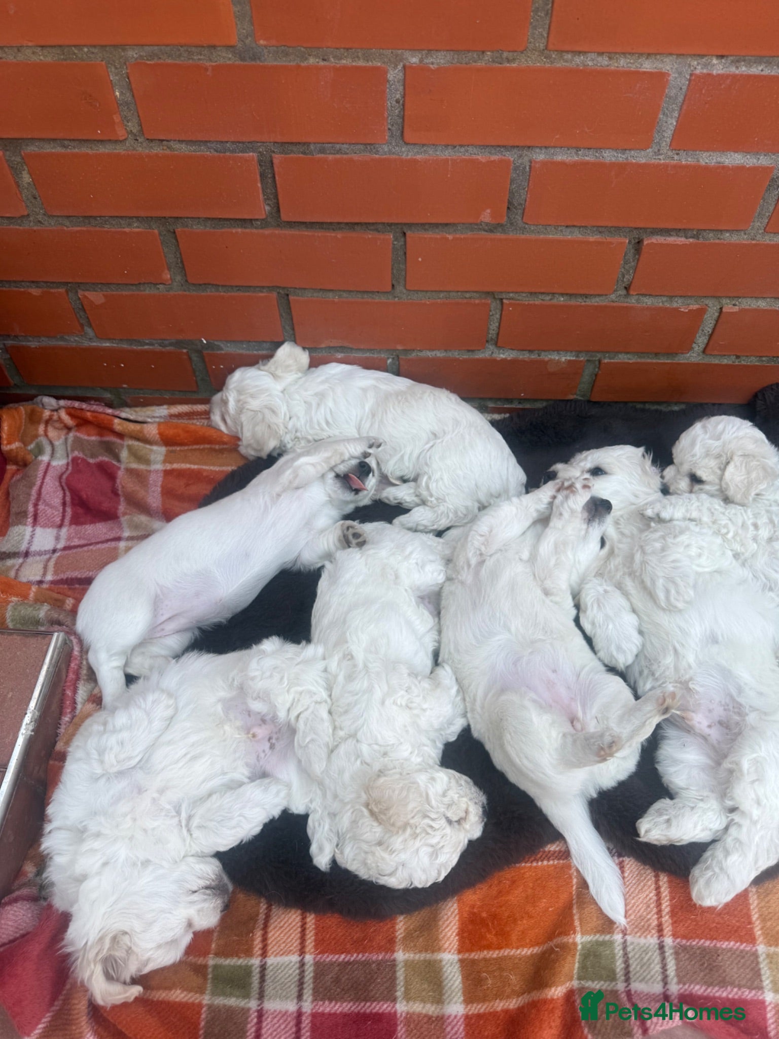 Bichon Frise dogs Hello - Advert 7