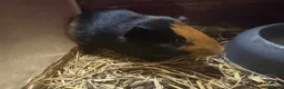 Guinea Pig rodents for sale: Girl and boy babies  - Advert 4