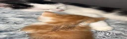 Mixed Breed cats for sale: Cute kittens almost ready for their forever homes - Advert 18