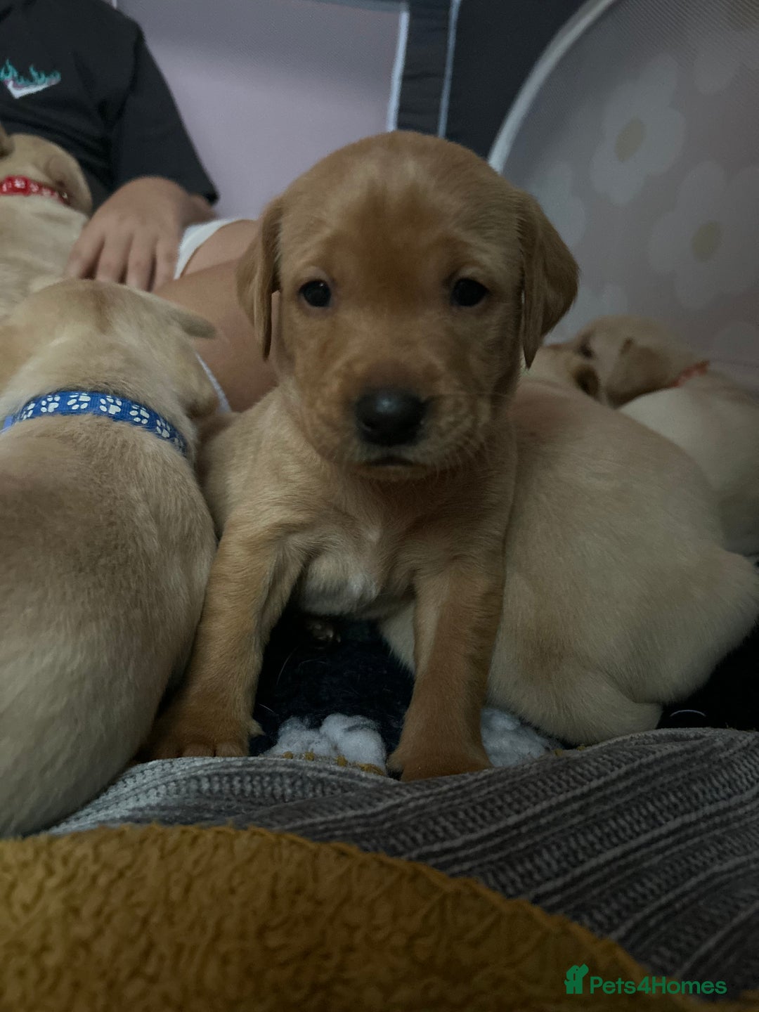 Labrador Retriever dogs for sale: 8 Beautiful Golden Labrador Puppies  - Advert 24