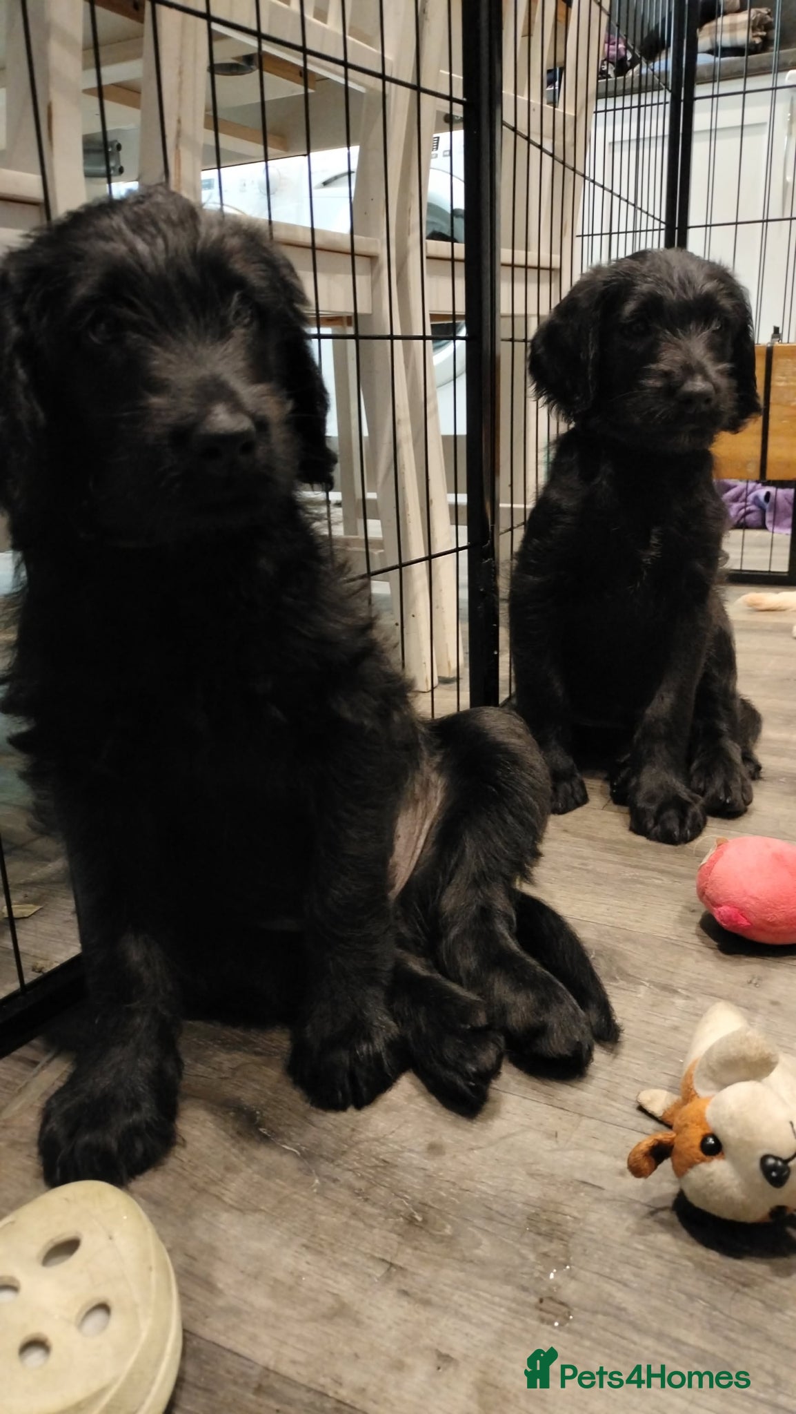 Labradoodle dogs F1 Standard Labradoodle Puppies - Advert 17