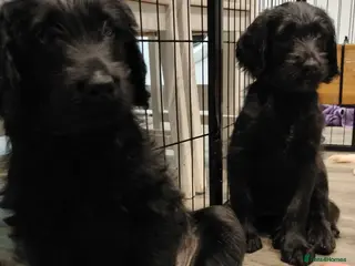 Labradoodle dogs F1 Standard Labradoodle Puppies - Advert 17