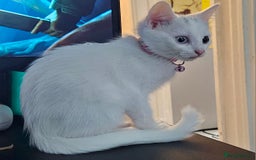 Mixed Breed cats for sale: Khao manee x russian - Image 4
