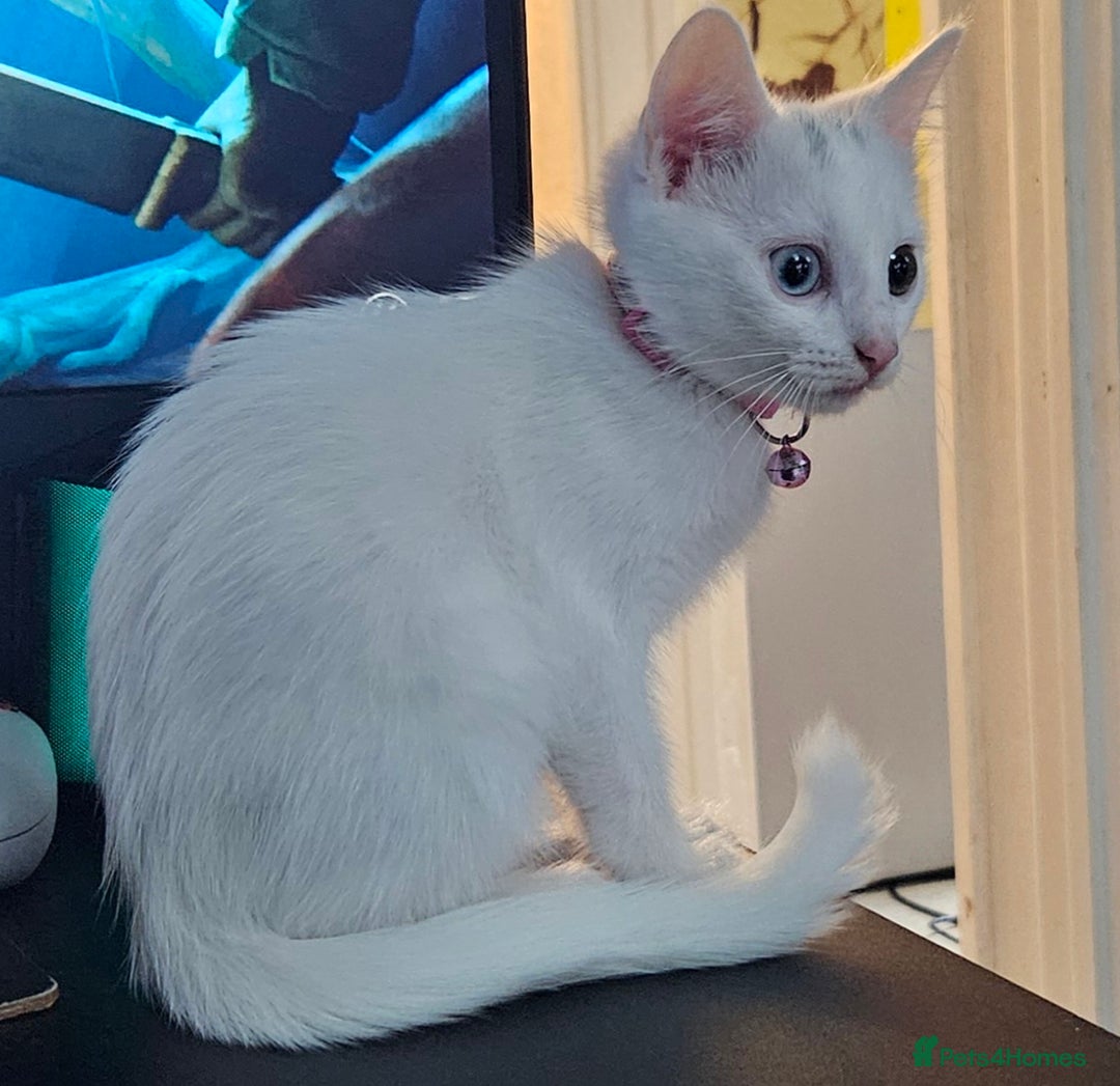 Mixed Breed cats for sale: Khao manee x russian - Image 4