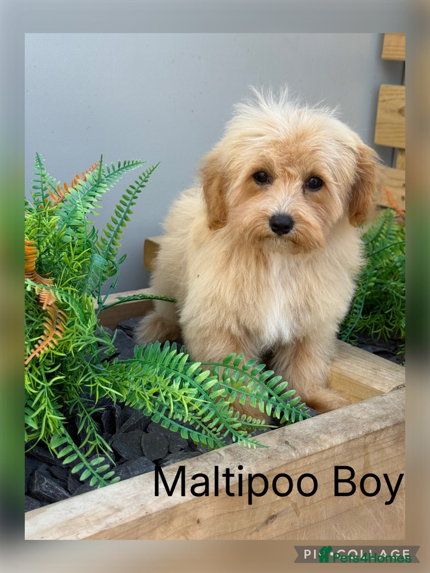 Maltipoo dogs Gorgeous  F1 Maltipoo READY NOW toilet trained  - Advert 1
