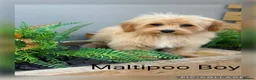 Maltipoo dogs for sale: Gorgeous  F1 Maltipoo READY NOW toilet trained  - Advert 1