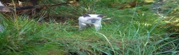 Siamese cats for sale: Adorable Siamese Kittens in Inverness - Advert 23