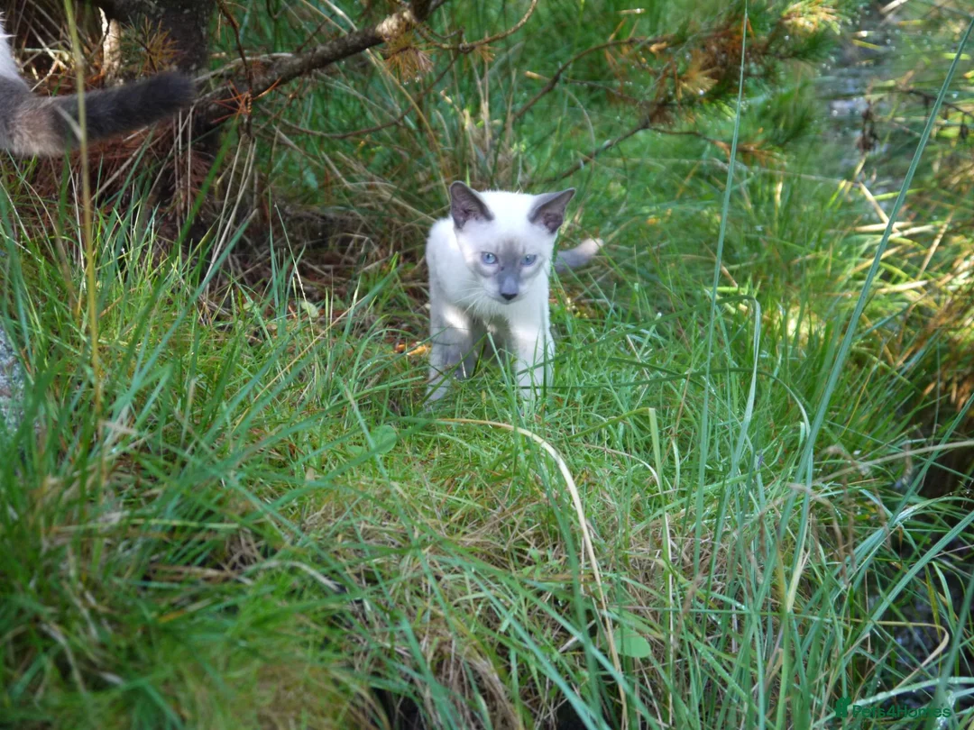 Siamese cats for sale: Adorable Siamese Kittens in Inverness - Advert 23