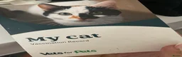 British Shorthair cats for sale: Female BritishShorthair!  in Maidstone - Advert 2