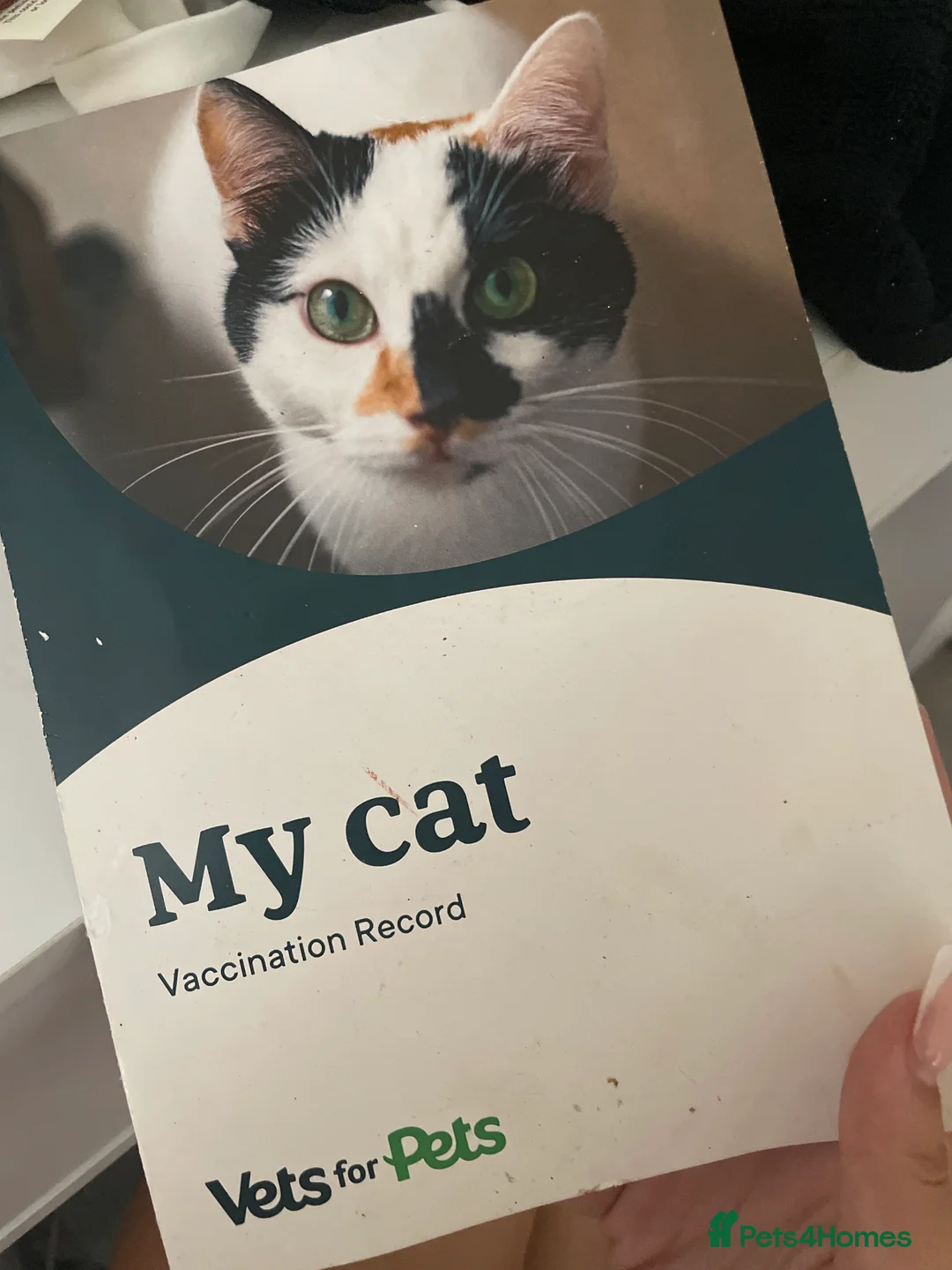 British Shorthair cats for sale: Female BritishShorthair!  in Maidstone - Advert 2