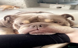 English Bulldog dogs for sale: Clyde - Looking for new home  - Image 2