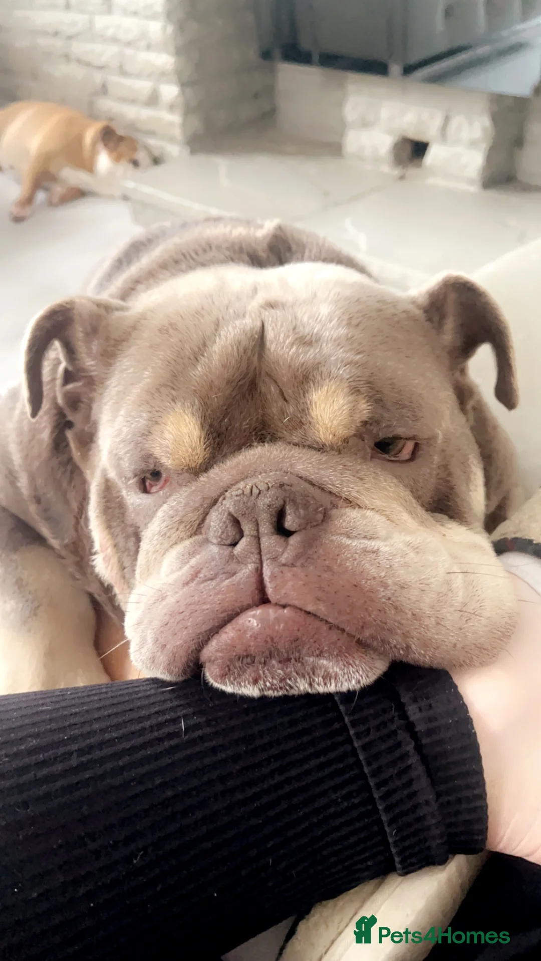 English Bulldog dogs for sale: Clyde - Looking for new home  - Advert 2