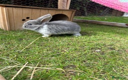 Mini Lop rabbits for sale: Mini Lop babies - Image 4