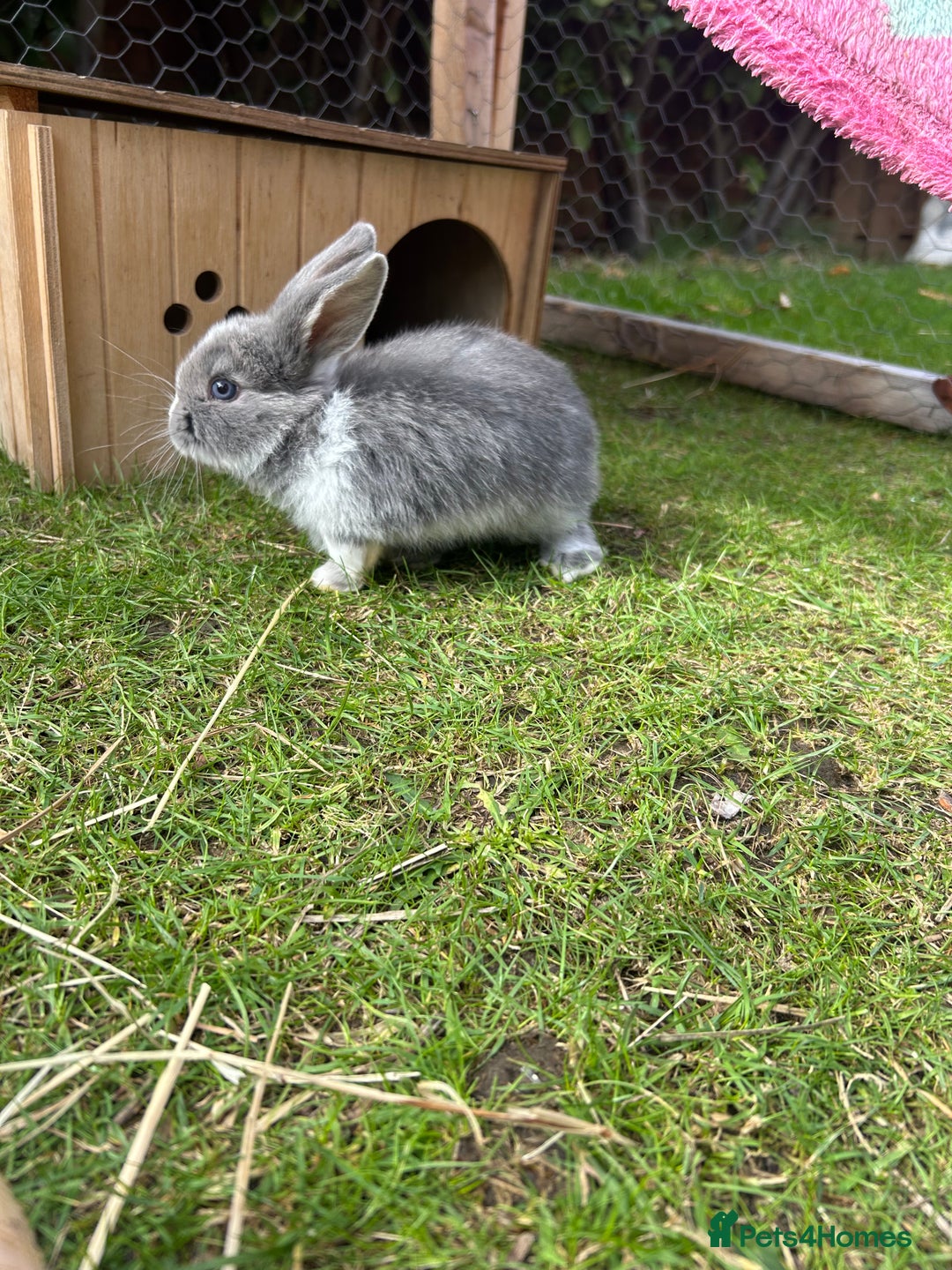 Mini Lop rabbits for sale: Mini Lop babies - Image 4