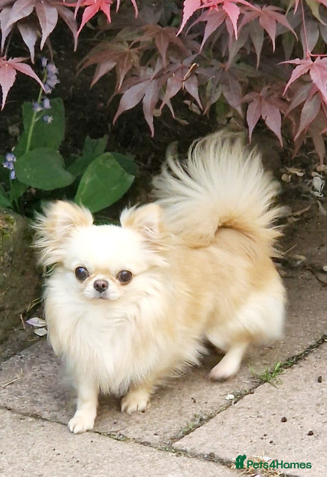 Chihuahua dogs for sale: 🐶READY TO LEAVE🐶 LAST ONE Tiny Chihuahua Puppies - Advert 13