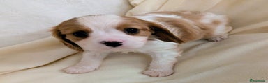 Cavalier King Charles Spaniel Puppy 5