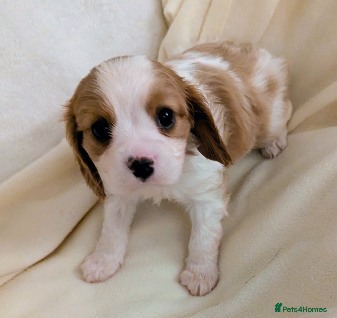 Cavalier King Charles Spaniel dogs for sale: Health Tested Cavalier King Charles Spaniel Puppy - Advert 5