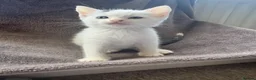 Mixed Breed cats for sale: Kittens for forever homes - READ AD FIRST  - Advert 9