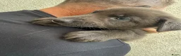 Mixed Breed dogs for sale: German shepherd x Tibetan mastiff - Advert 11