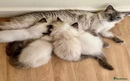 Ragdoll cats for sale:  beautiful Rag doll kittens raised at home - Image 10