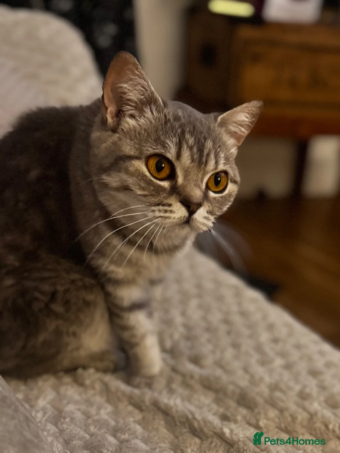 British Shorthair cats for sale: British shorthair  - Advert 2