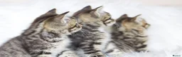 Mixed Breed cats for sale: Happy Healthy Tabby Kittens  - Advert 6