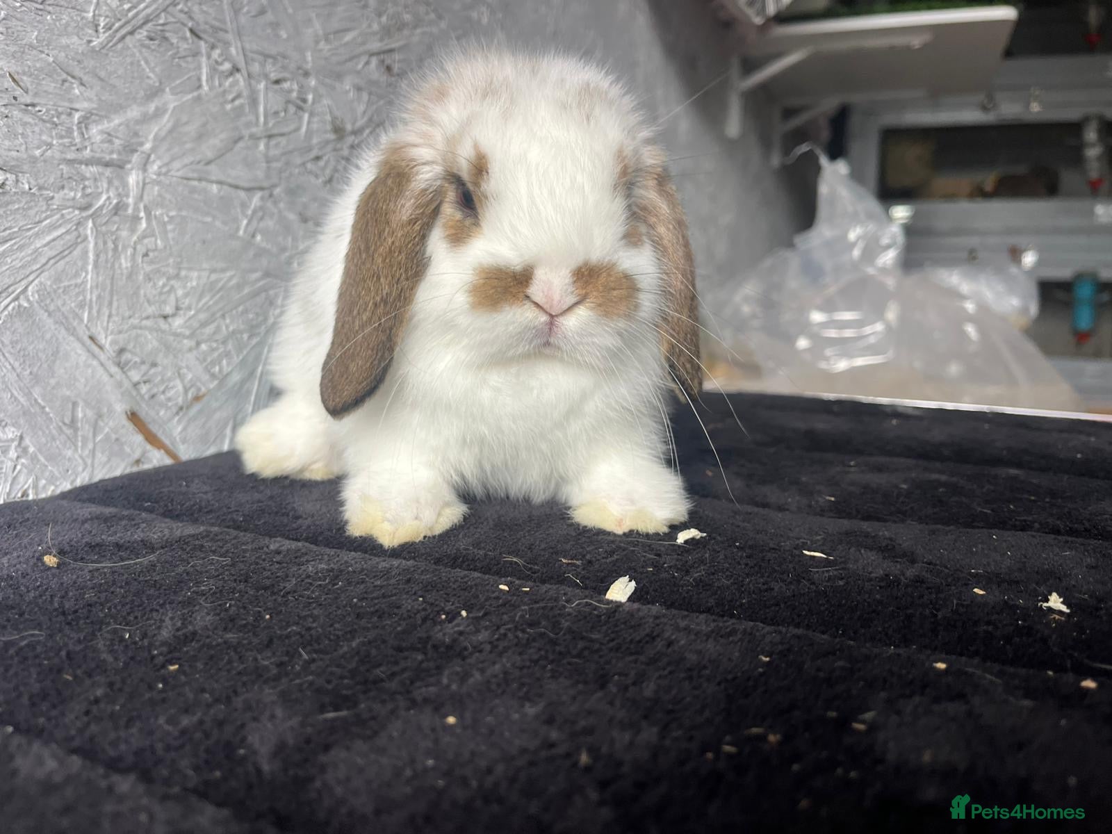 Mini Lop rabbits Pure mini lop  - Advert 2