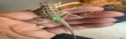 Bearded Dragon reptiles for sale: Baby bearded dragons - Advert 13
