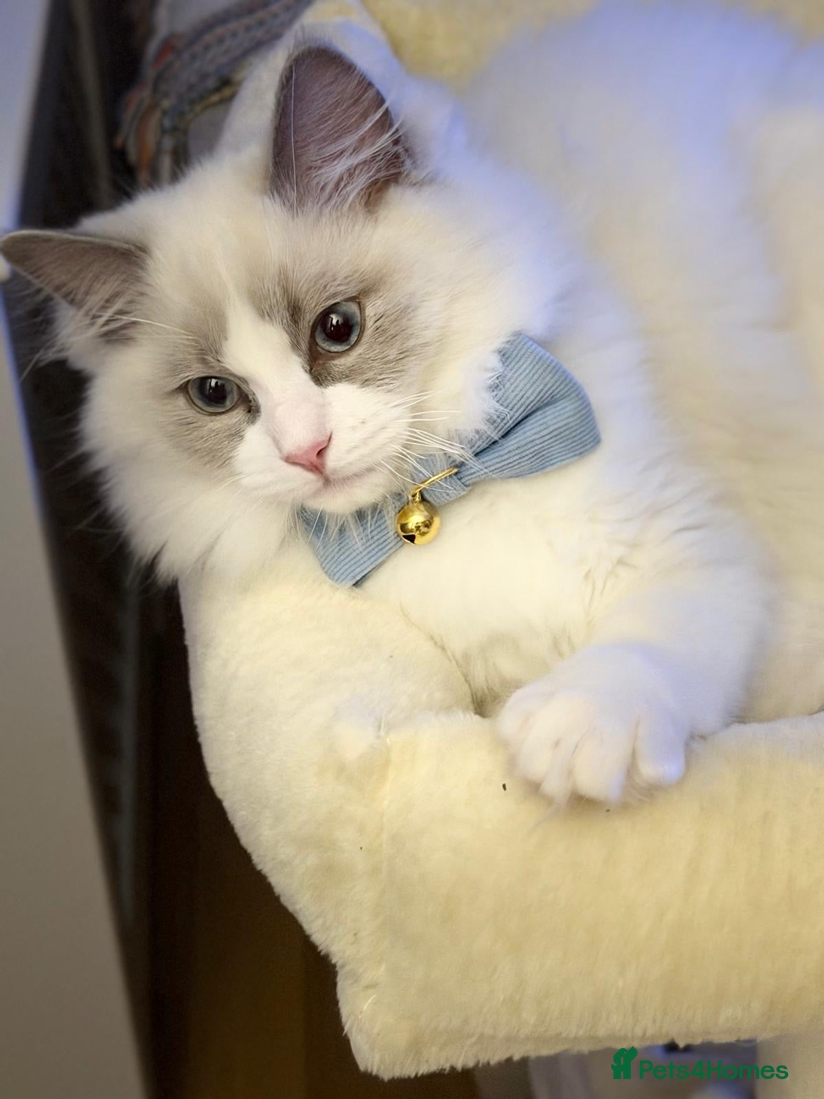 Ragdoll cats Bonded ragdoll kittens stunning blue eyed males - Advert 9