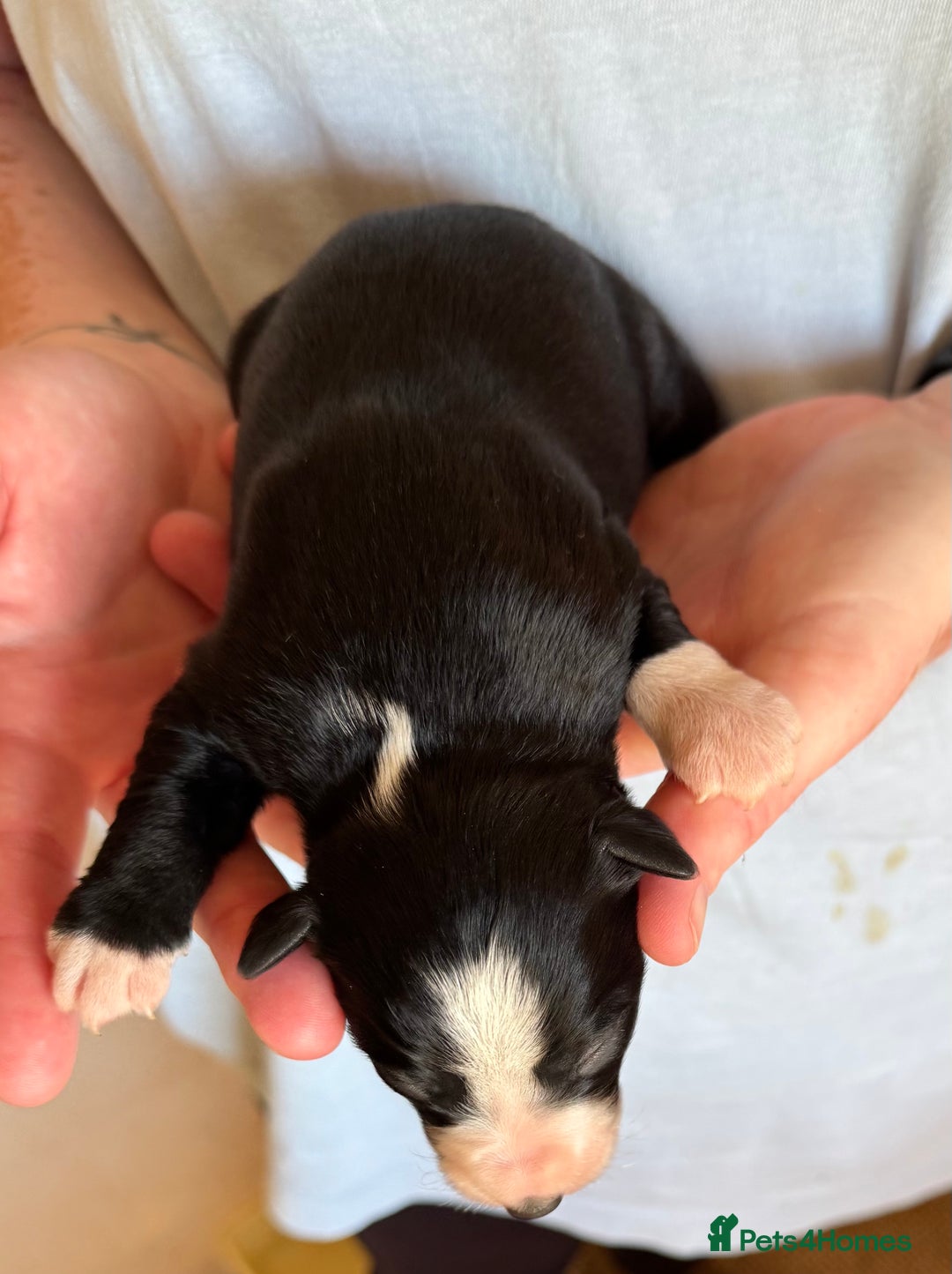 Bearded Collie dogs for sale: 6 Bearded Collie Pups - Image 5