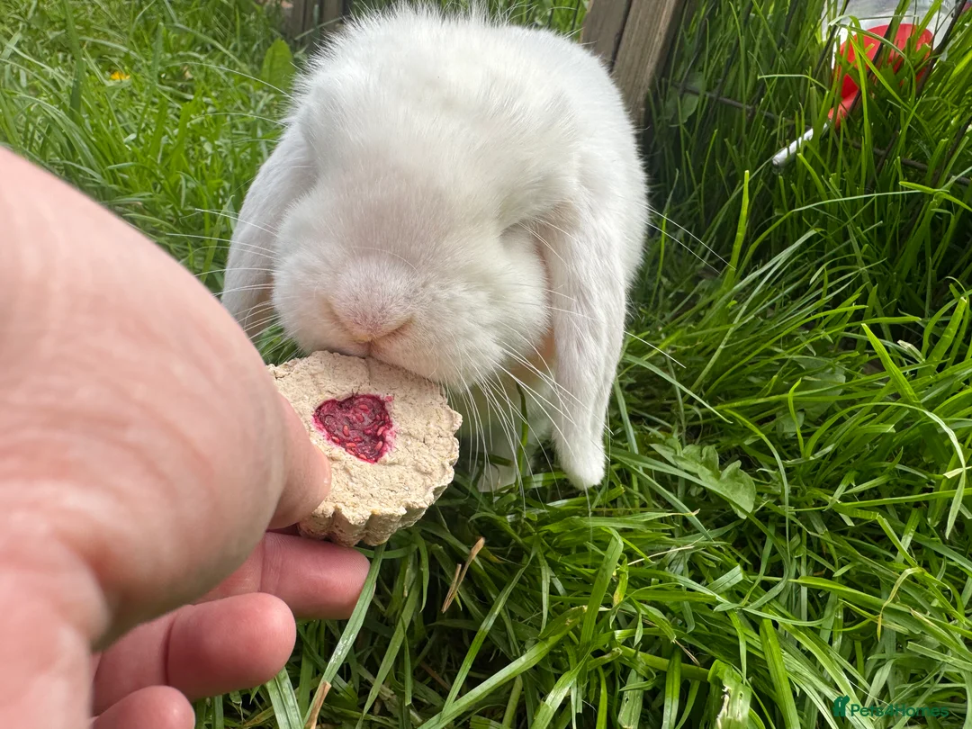 Mini Lop rabbits for sale: Mini lop does  - Advert 5