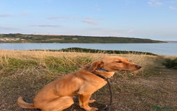 Labrador Retriever dogs for sale: Red fox Labrador  - Image 3