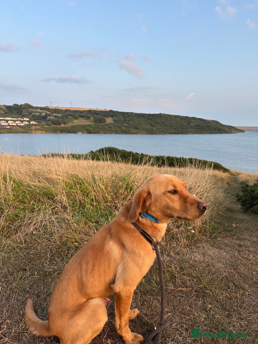 Labrador Retriever dogs for sale: Red fox Labrador  - Image 3