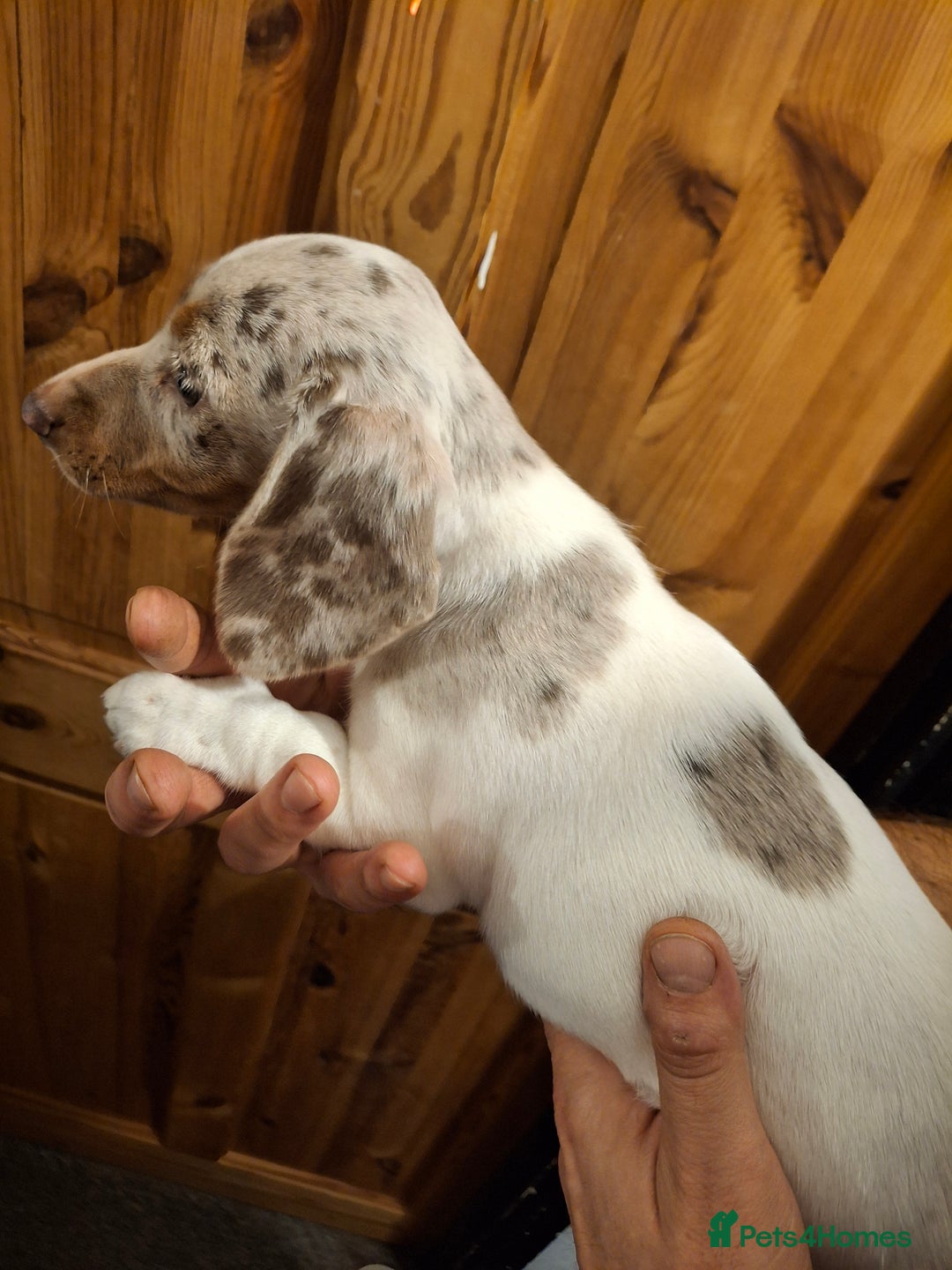 Dachshund dogs for sale: Beautiful Dachshund Puppies looking for a Home - Advert 3