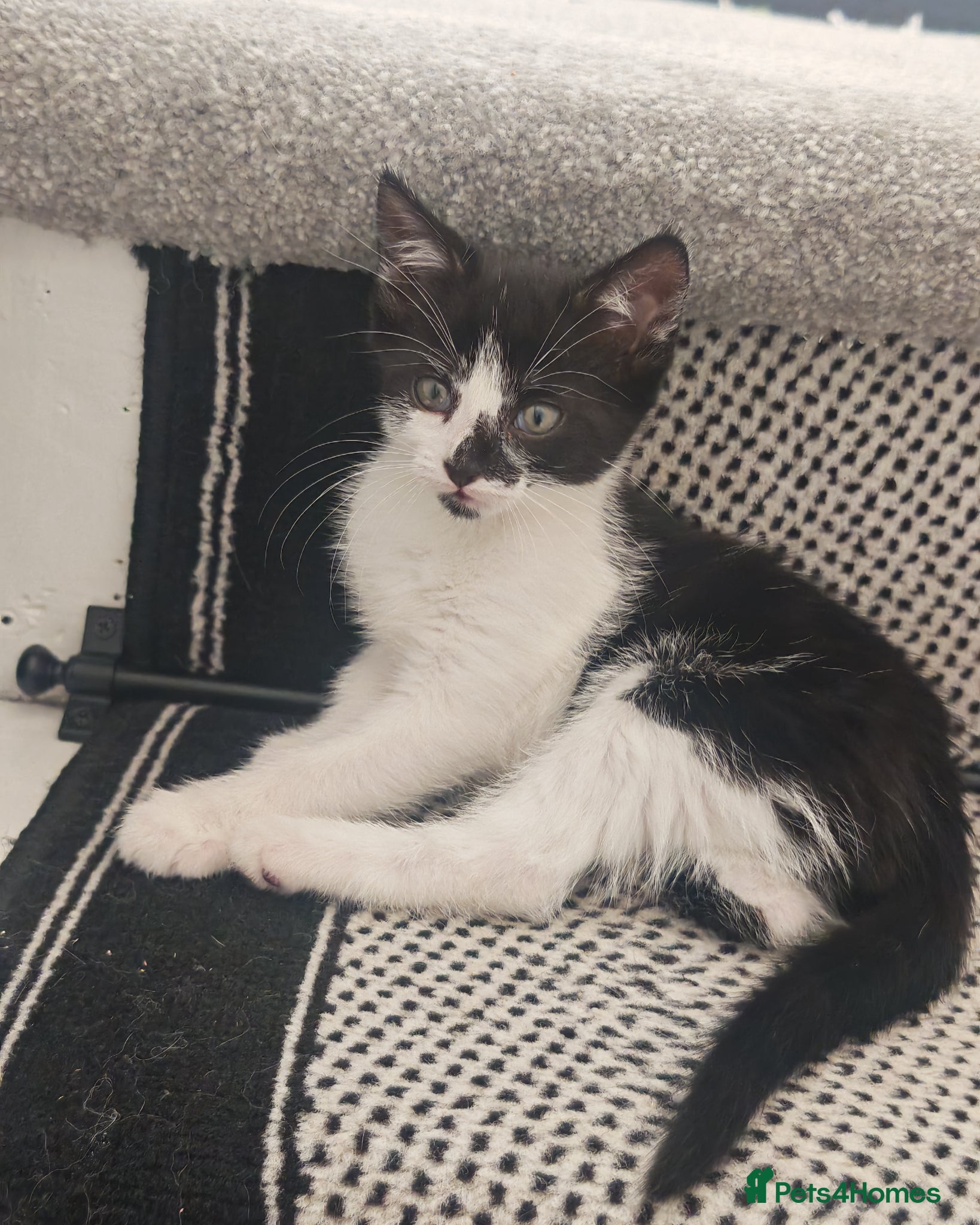 Mixed Breed cats for sale: Beautiful Kittens Ready for Their Forever Homes 🐾 - Advert 1
