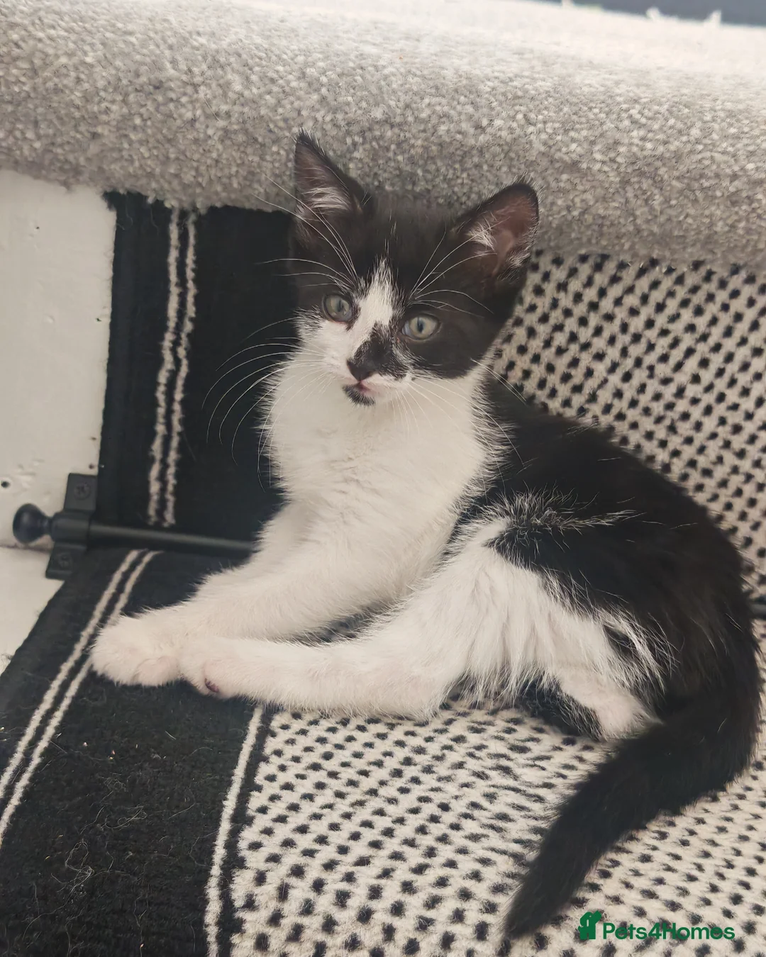 Mixed Breed cats for sale: Beautiful Kittens Ready for Their Forever Homes 🐾 in Cleckheaton - Advert 1