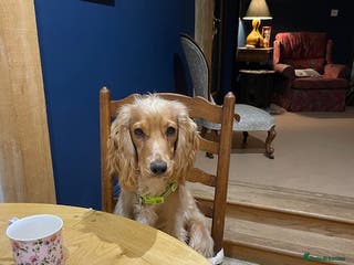 Cocker Spaniel dogs Lemon Cocker Spaniels ( Four Girls ) - Advert 5