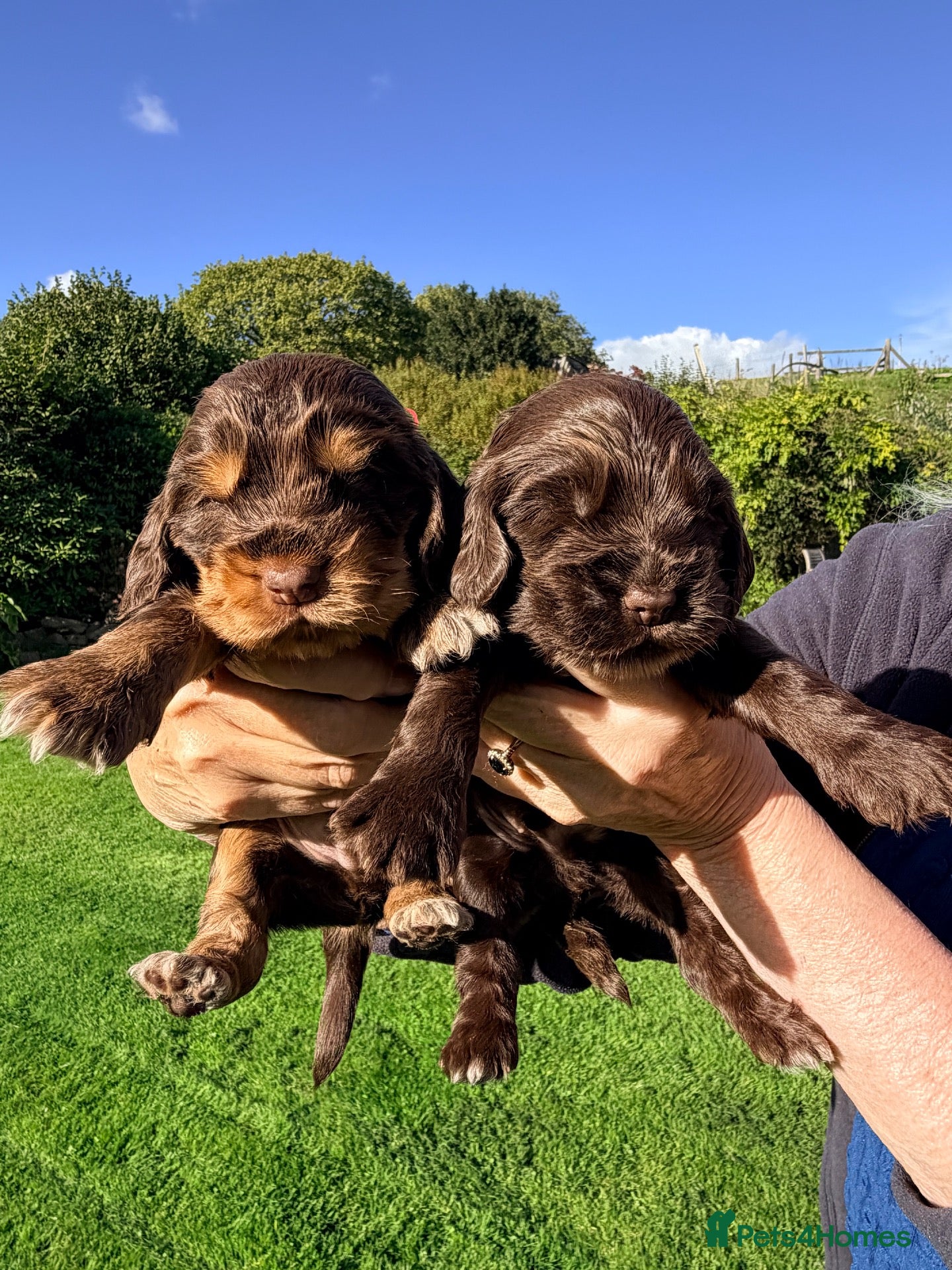 Cocker Spaniel dogs Show Type, KC Reg, health tested chocolates - Advert 1
