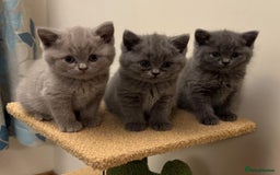 British Shorthair cats for sale: British Shorthair/Scottish Fold - ONLY 1 GREY LEFT - Image 1