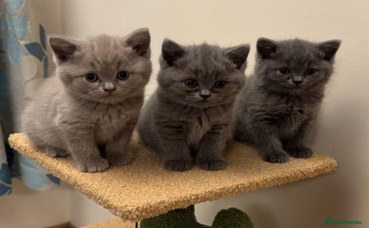 British Shorthair cats - Advert 12